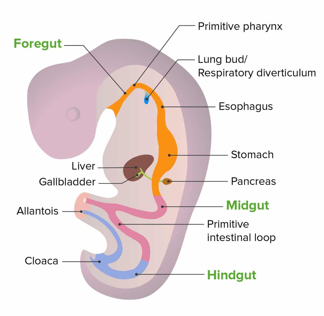respiration development in embryos